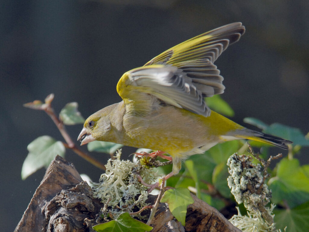 European Greenfinch, Behaviour