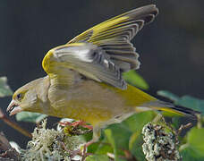 European Greenfinch