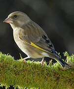 European Greenfinch