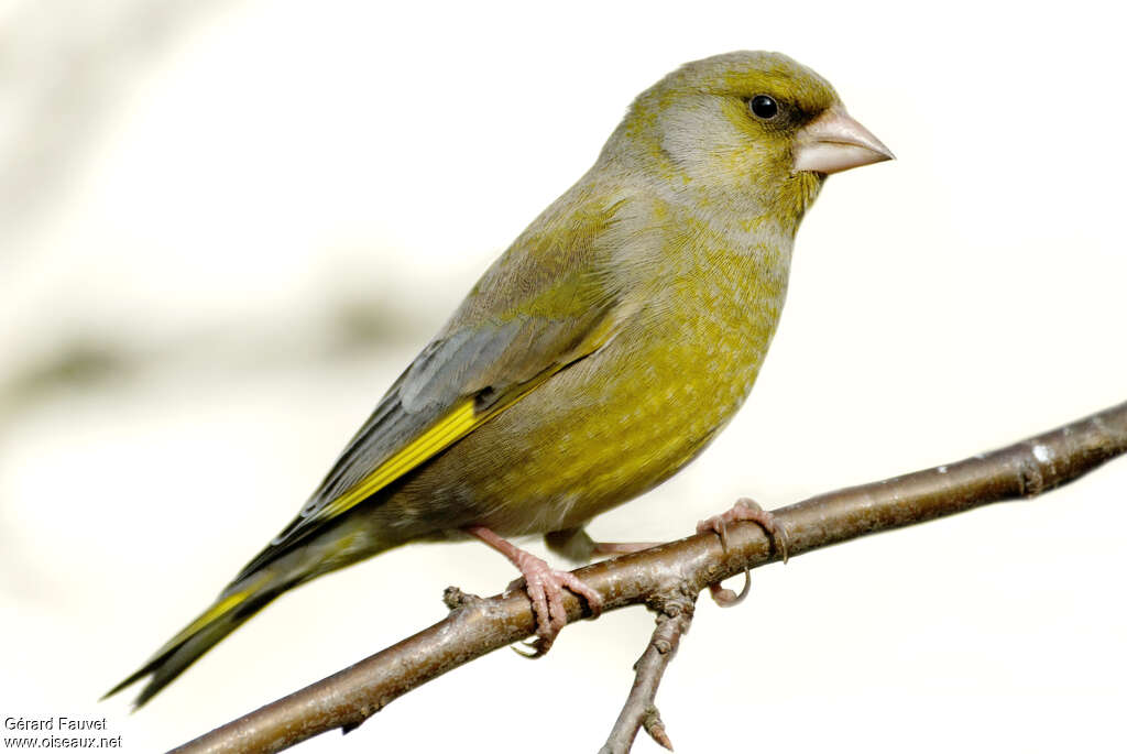 Verdier d'Europe mâle adulte nuptial, identification