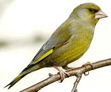 European Greenfinch