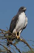 White-tailed Hawk