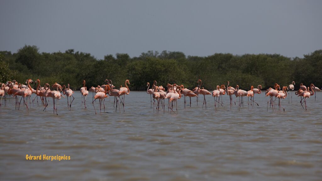 American Flamingo