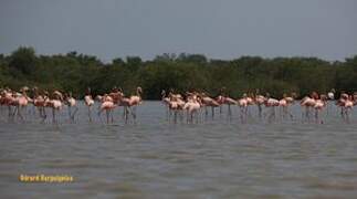 American Flamingo