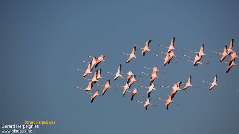 American Flamingo, pigmentation, Flight