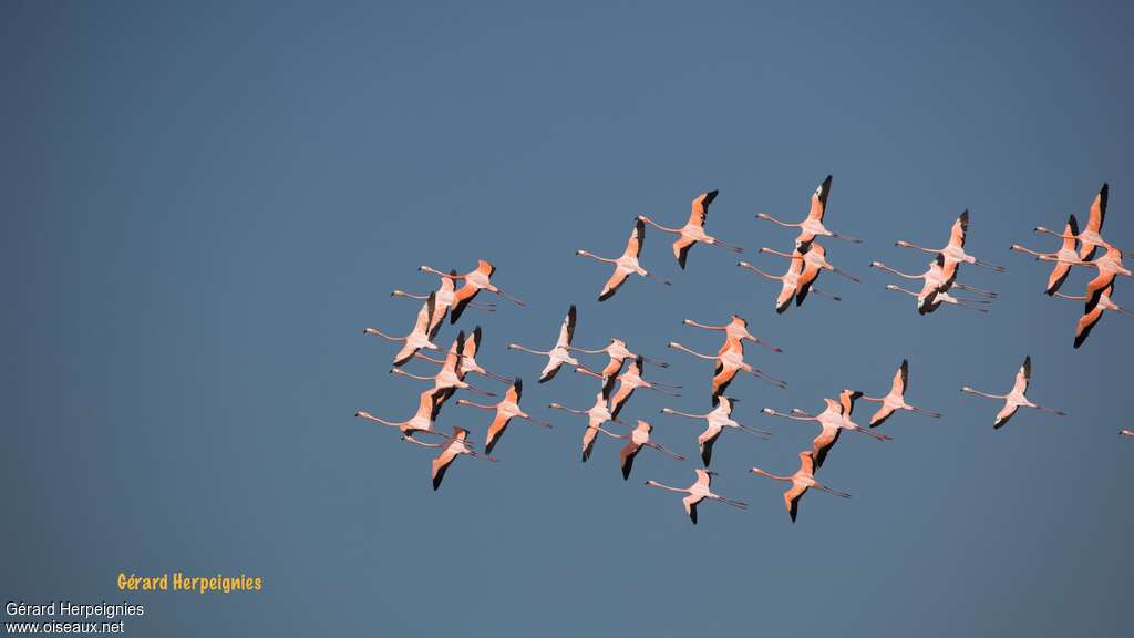 American Flamingo, pigmentation, Flight