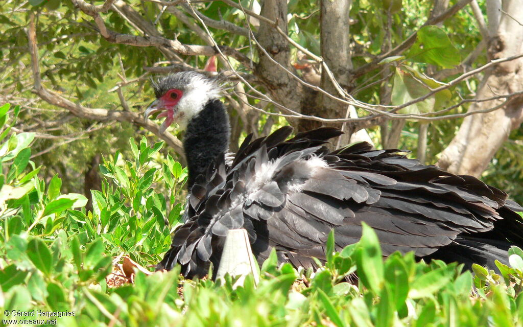 Northern Screamer, identification