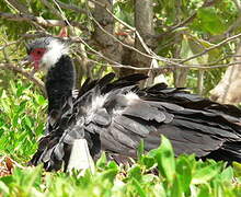 Northern Screamer