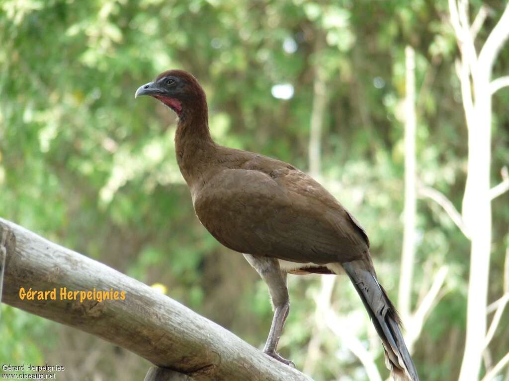 Chestnut-winged Chachalaca