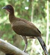 Chestnut-winged Chachalaca