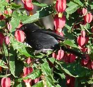 White-sided Flowerpiercer