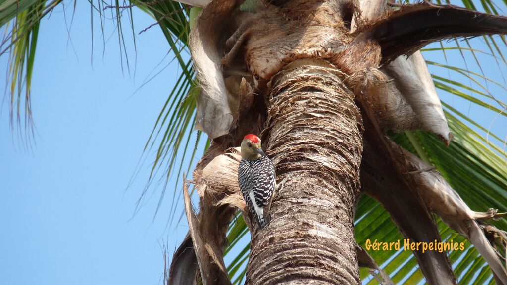 Red-crowned Woodpecker