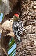 Red-crowned Woodpecker