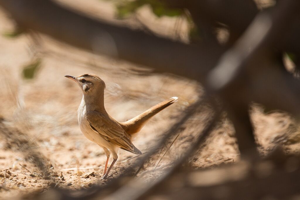 Rufous-tailed Scrub Robin