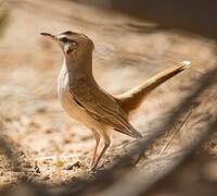 Rufous-tailed Scrub Robin