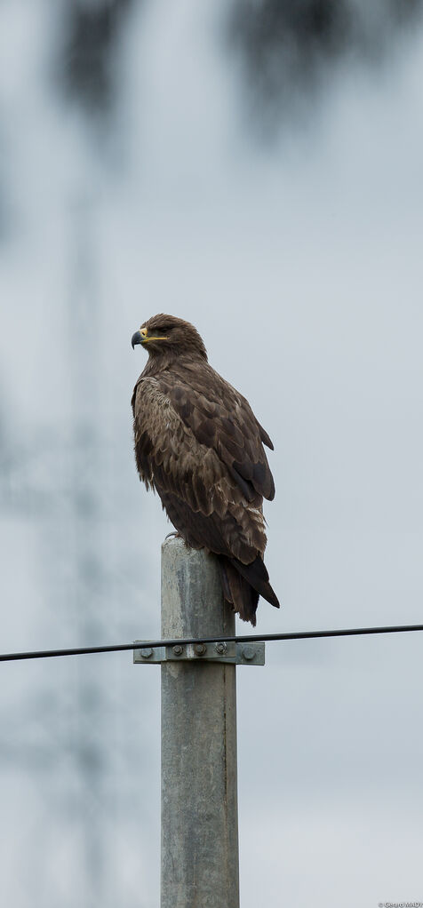 Steppe Eagle, identification