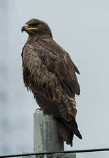 Aigle des steppes