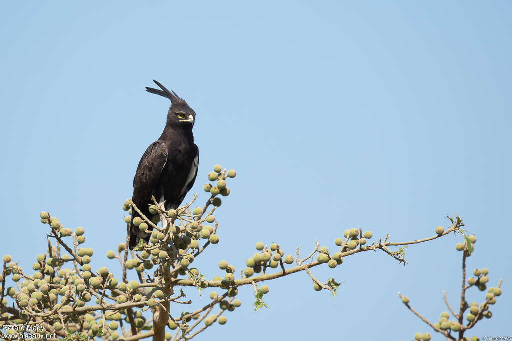 Long-crested Eagle