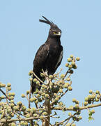 Long-crested Eagle