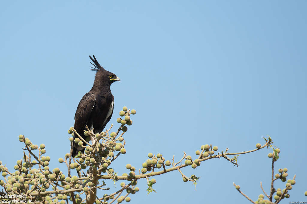 Aigle huppardadulte, habitat, pigmentation, pêche/chasse