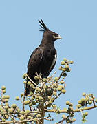 Long-crested Eagle