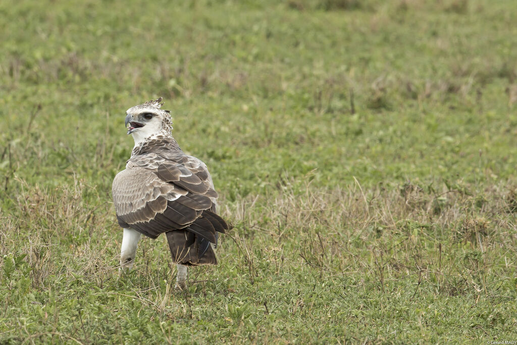 Aigle martial