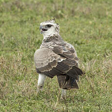 Aigle martial