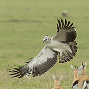 Martial Eagle