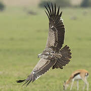 Martial Eagle