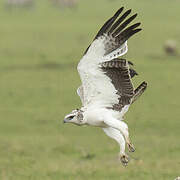 Martial Eagle