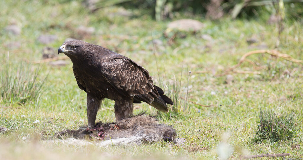 Aigle ravisseur