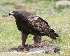 Aigle ravisseur