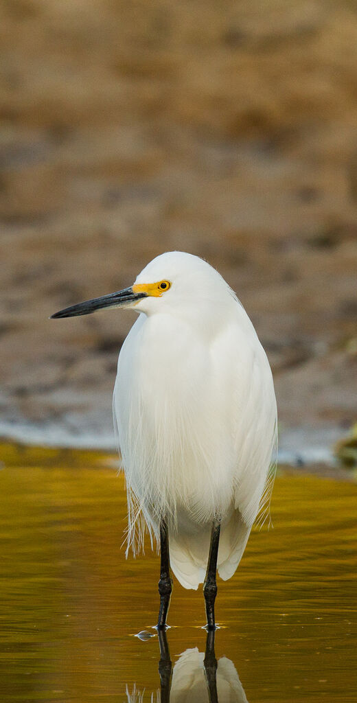 Snowy Egret