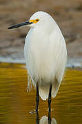 Aigrette neigeuse