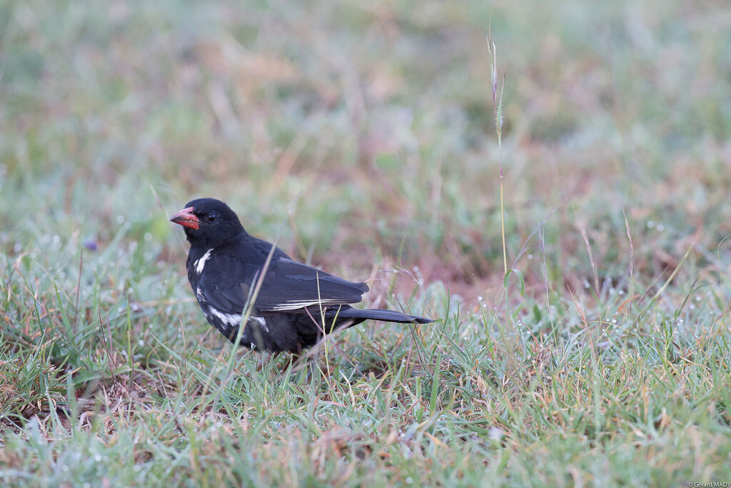 Red-billed Buffalo Weaver