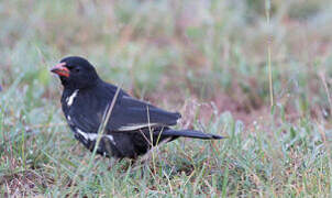 Red-billed Buffalo Weaver