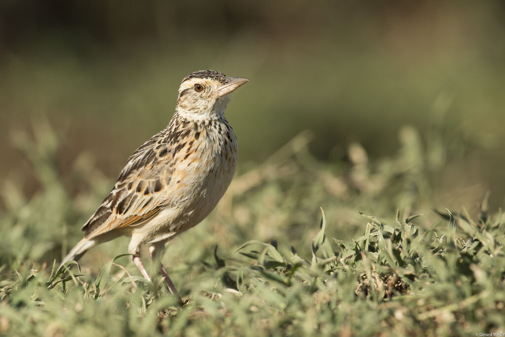 Rufous-naped Lark