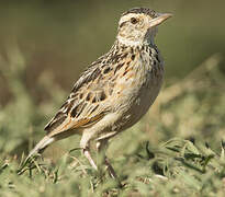 Rufous-naped Lark