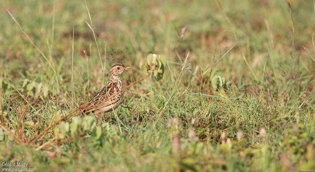 Archer's Lark, habitat, pigmentation, walking