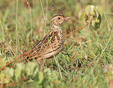 Archer's Lark