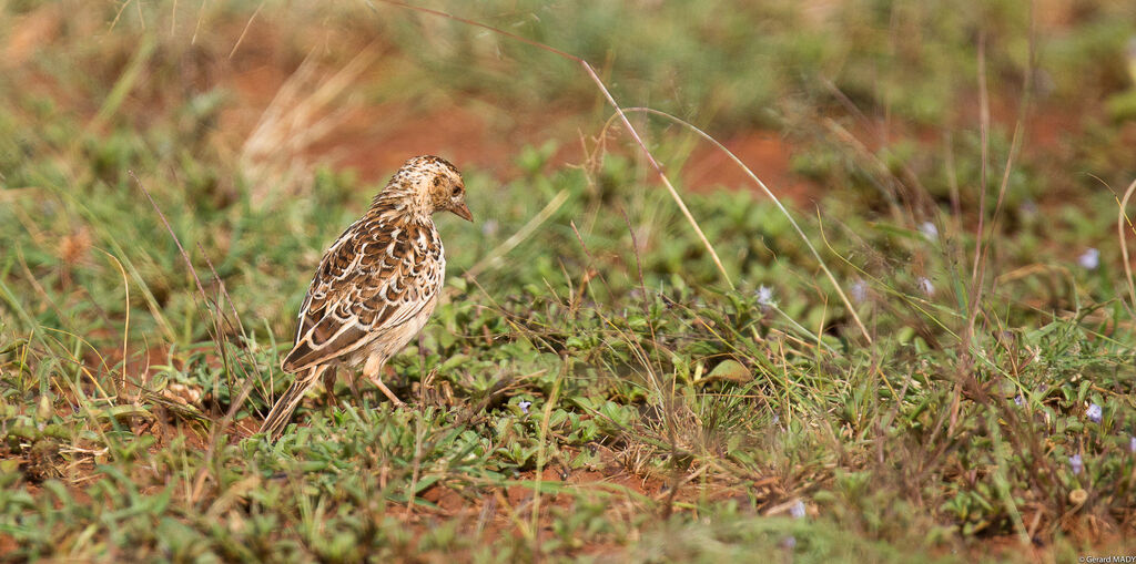 Archer's Lark