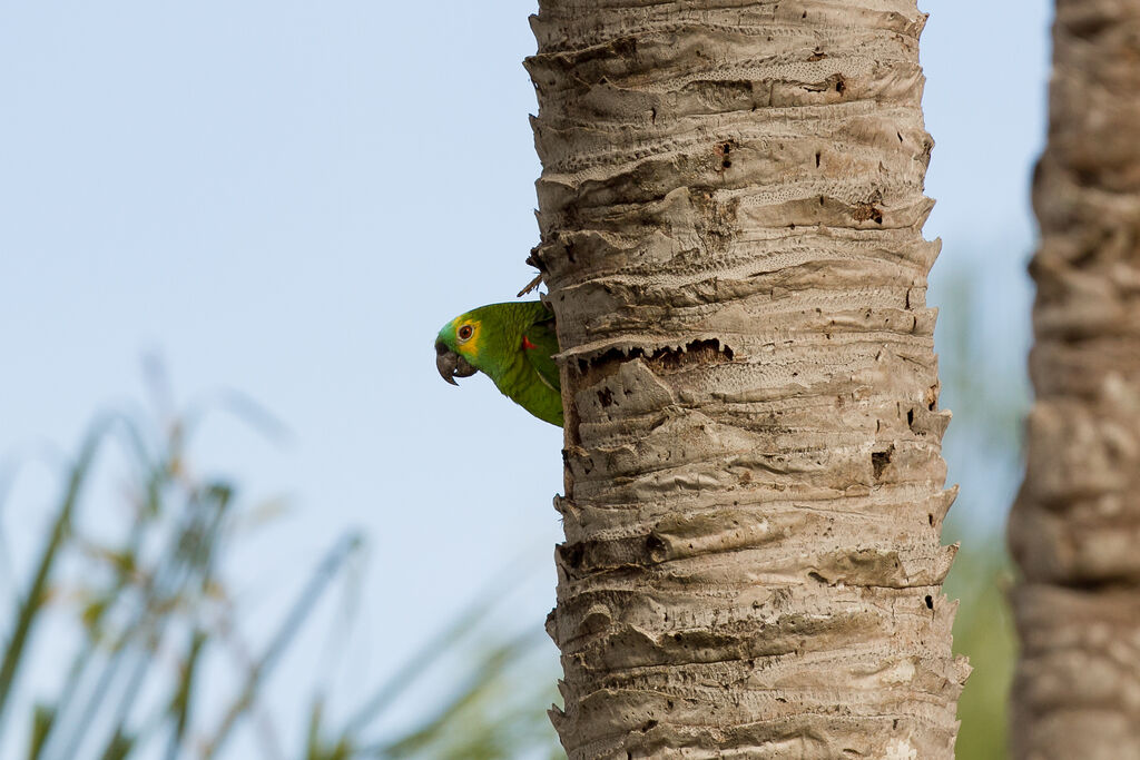 Turquoise-fronted Amazon