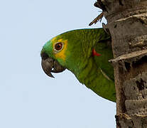 Turquoise-fronted Amazon