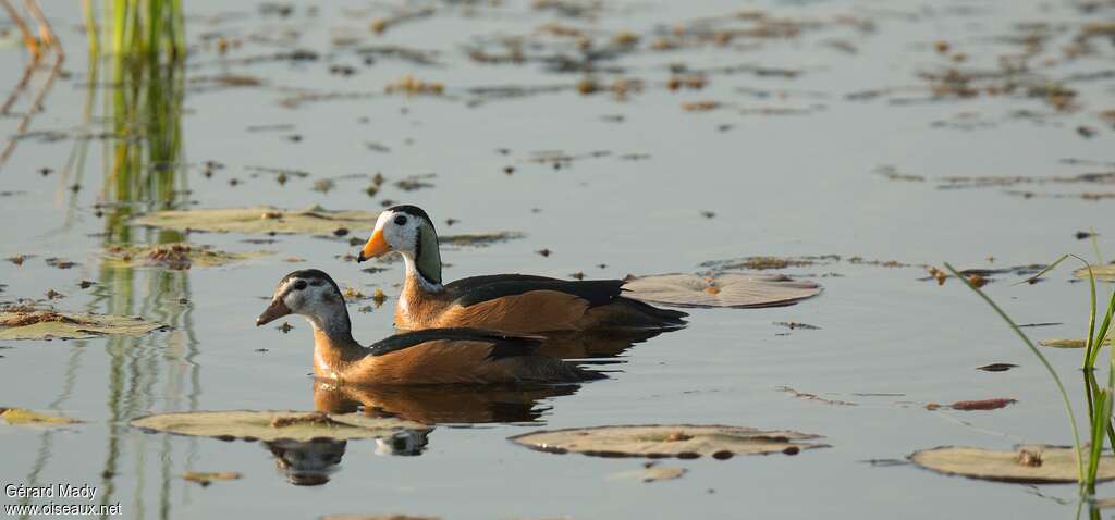 African Pygmy Gooseadult breeding