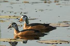 African Pygmy Goose