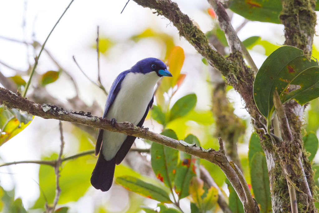 Madagascar Blue Vanga male