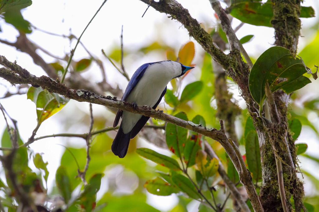 Madagascar Blue Vanga