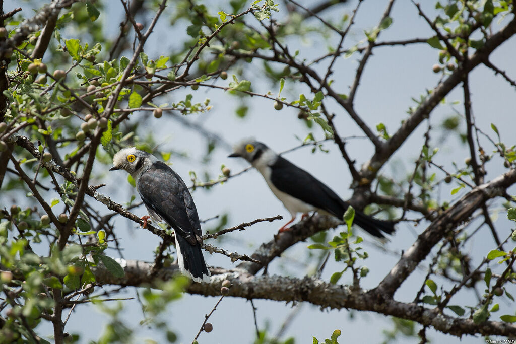 White-crested Helmetshrike