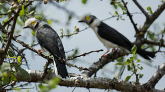 White-crested Helmetshrike