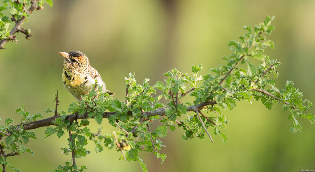 D'Arnaud's Barbet